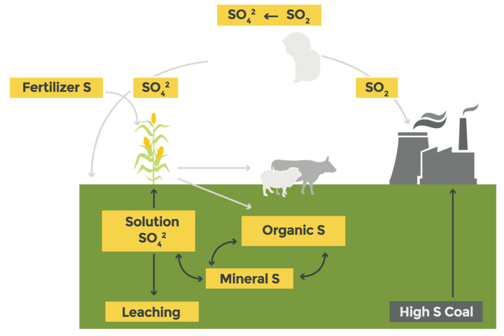 Sulphur Cycle